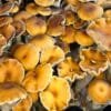 Malabar Coast magic mushroom spores