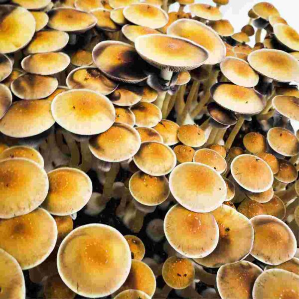 Cambodian- magic mushrooms growing