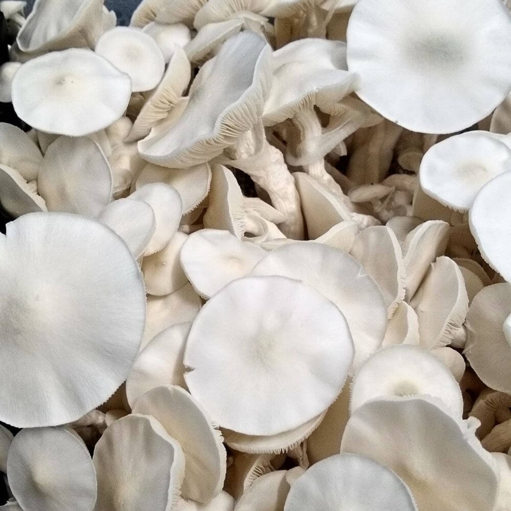 Averys Albino Mushrooms growing