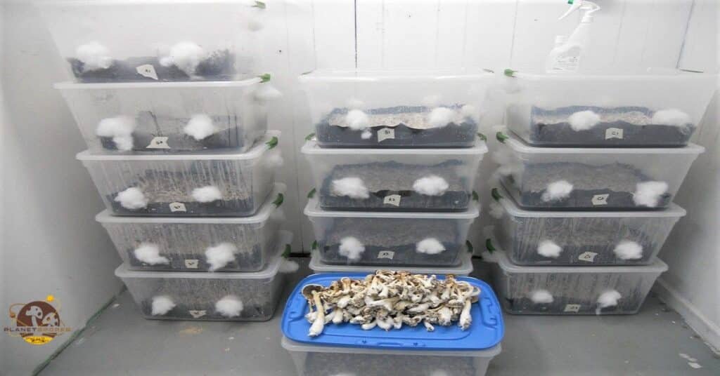 Bulk monotub mushroom growing operation