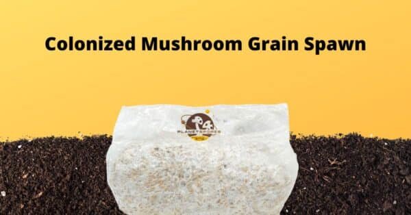 Spawn Bag Tek | The Ultimate Guide To Fruiting Mushrooms In Bags ...