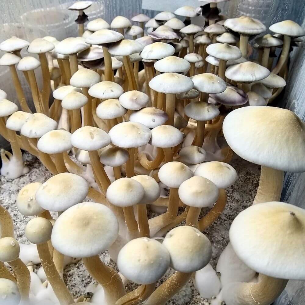 leucistic albino golden teacher mushrooms growing