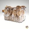 Planet Spores Magic Mushroom grow kits