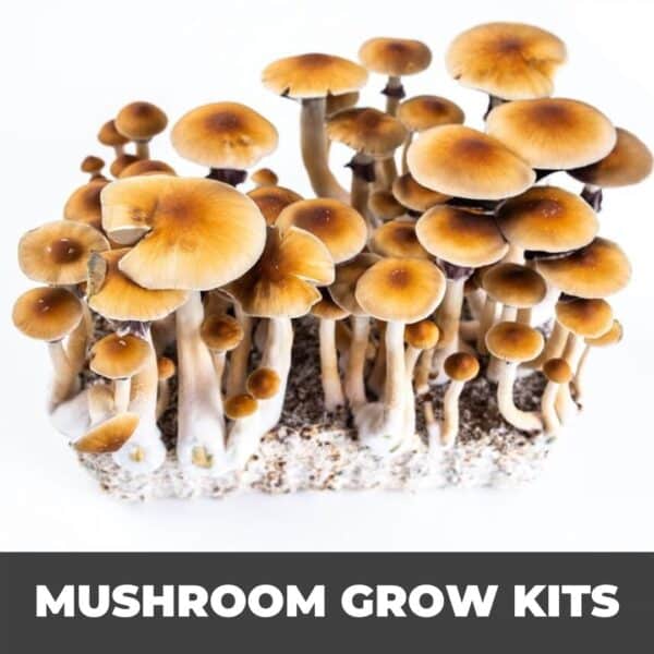 planetspores.ca – Canada's psychedelic mushroom spore & grow kit supplier