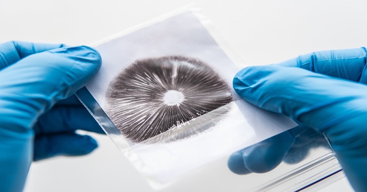 Mycology holding magic mushroom spore print