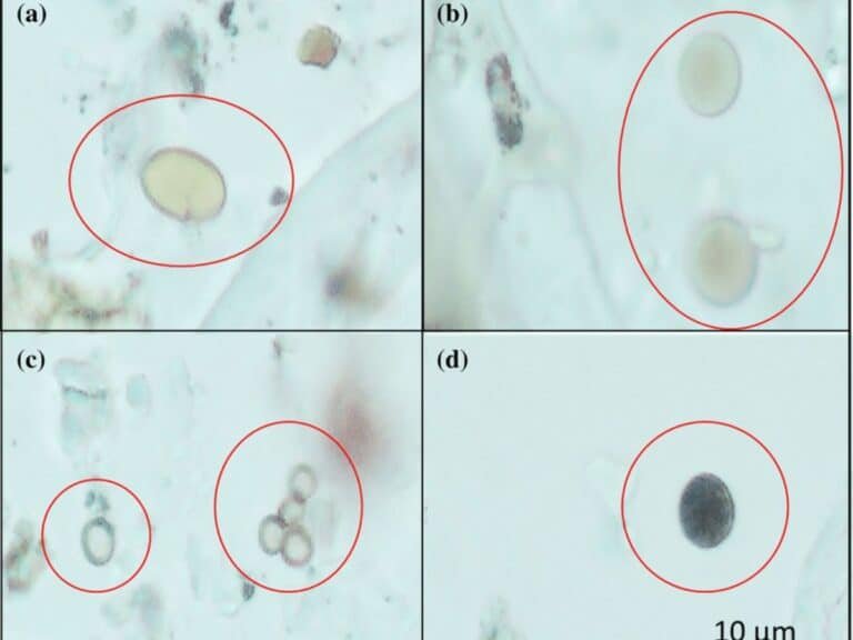 How to Study Mushrooms and Spores Using a Microscope – planetspores.ca