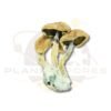 Tsunami Magic Mushroom