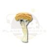Golden Mammoth Magic Mushroom