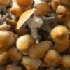Lizard King Mushrooms Growing