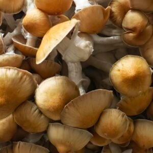 Lizard King Mushrooms Growing