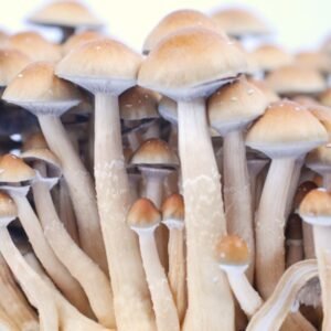 PES Hawaiian Mushrooms Growing
