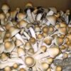Penis Envy 6 Mushroom Spores