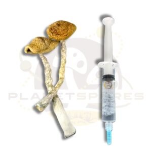 Amazonian magic mushroom liquid culture syringe