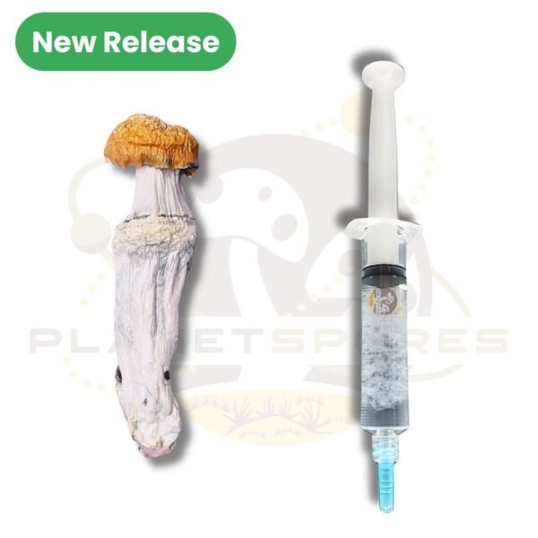 Penis Envy 6 magic mushroom liquid culture syringe