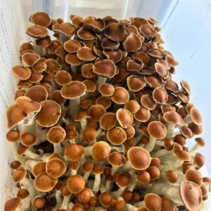 Penis Envy 6 mushrooms spore syringe - Planet Spores