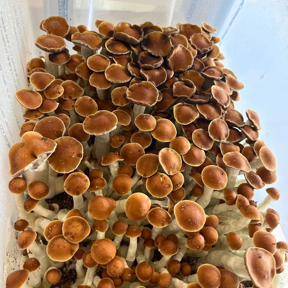 Penis Envy 6 mushrooms spore syringe - Planet Spores