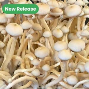 Rusty Whyte mushroom spores - new release planet spores