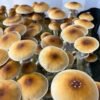 Z-Strain mushrooms growing