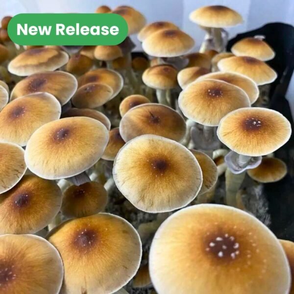 Z-Strain mushrooms growing - new release