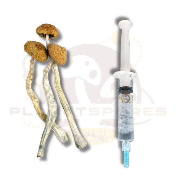 B Plus magic mushroom liquid culture syringe