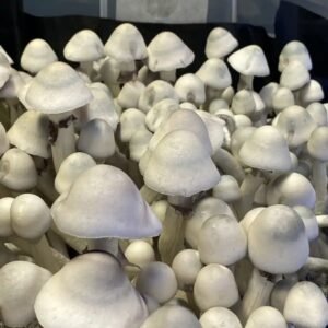 Albino Penis Envy Revert magic mushrooms growing