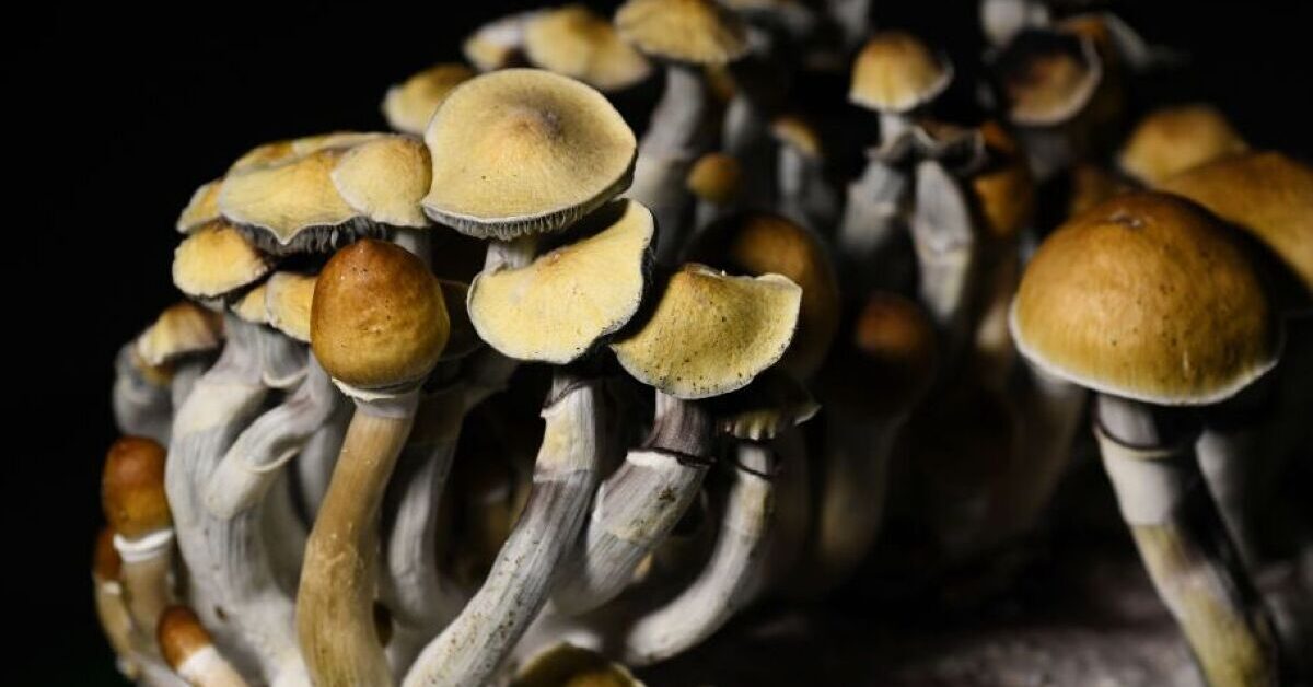 5 Ways Mushroom Cultivation Can Help Improve Mental Well-Being at Home blog picture