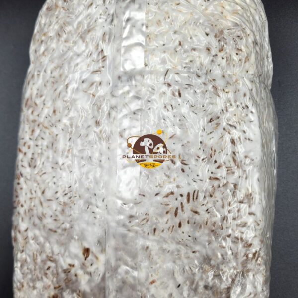 Colonized mushroom mycelium spawn bag - close up