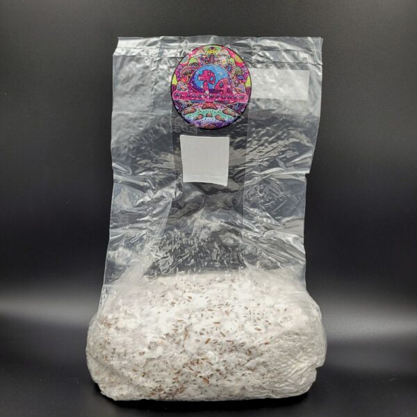 Colonized mushroom mycelium spawn bag - full bag