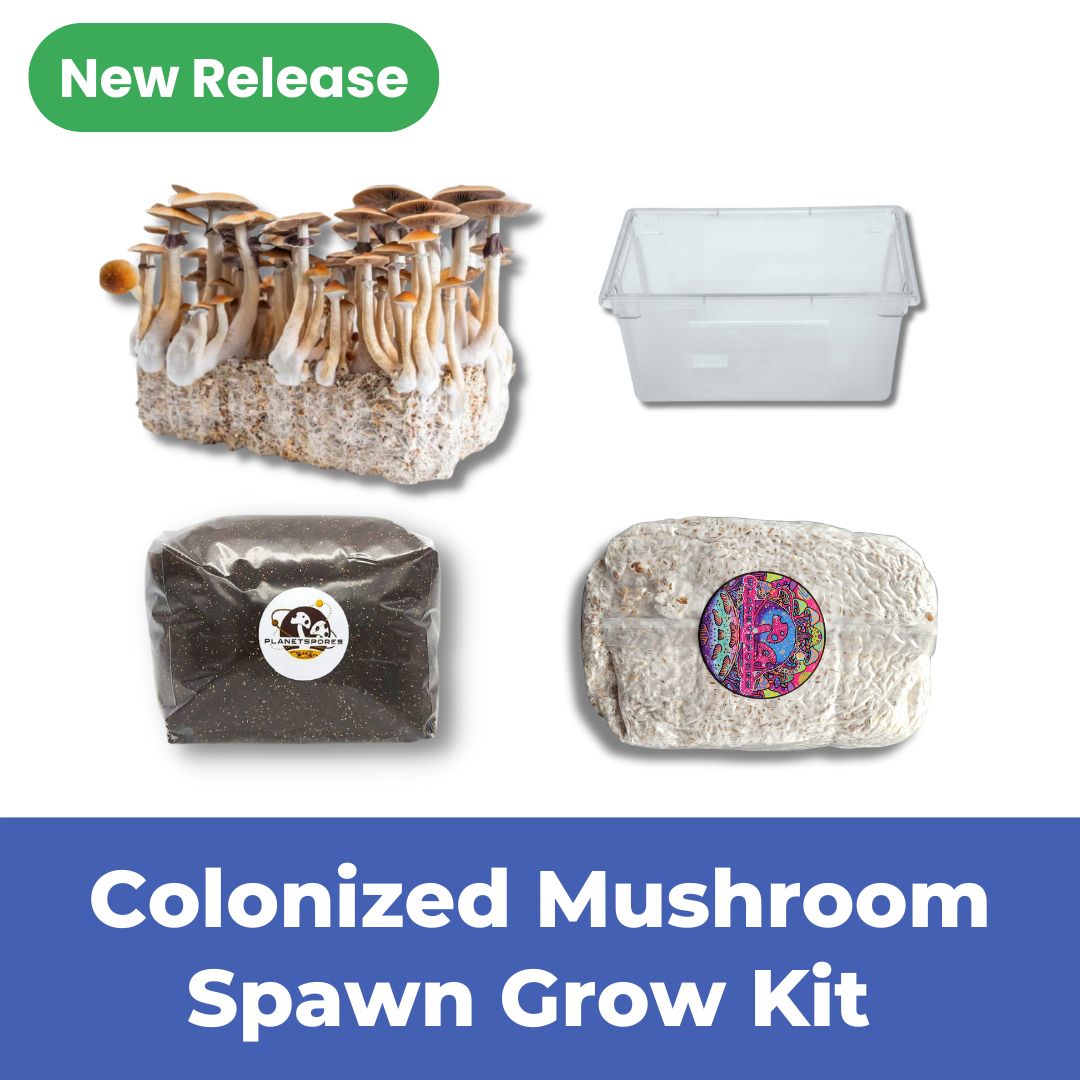 Grow Kit Funnel - Colonized Mushroom Spawn grow kit - New release