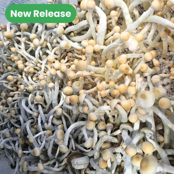 Psilocybe natalensis Natal Super Strain - New Release