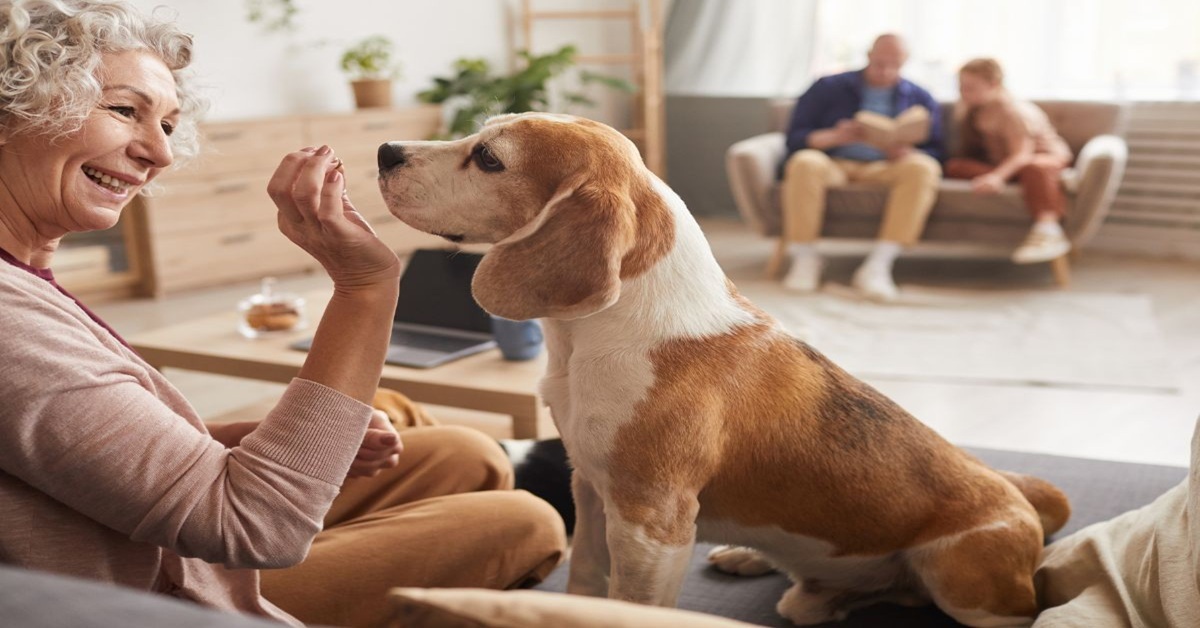 Caring for pets using holistic mushroom supplements