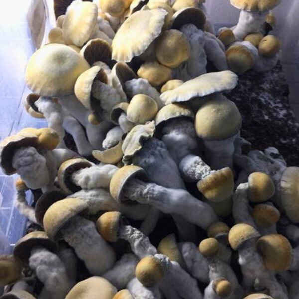 Blue Pulaski magic mushroom fruiting