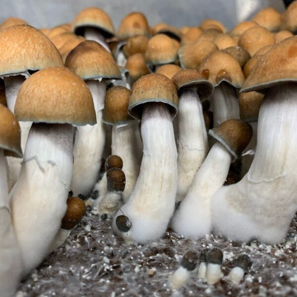 Goldmember magic mushrooms fruiting