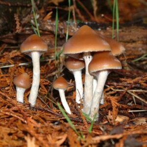 Psilocybe Azurescens var Pacific NW - magic mushroom spore syringe
