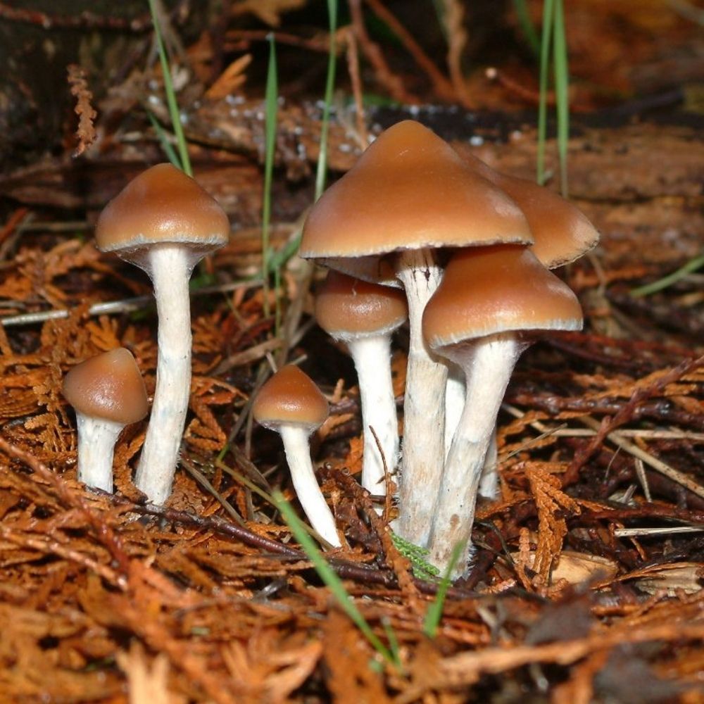 Psilocybe Azurescens var Pacific NW - magic mushroom spore syringe