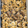 Stargazer magic mushroom spore syringe