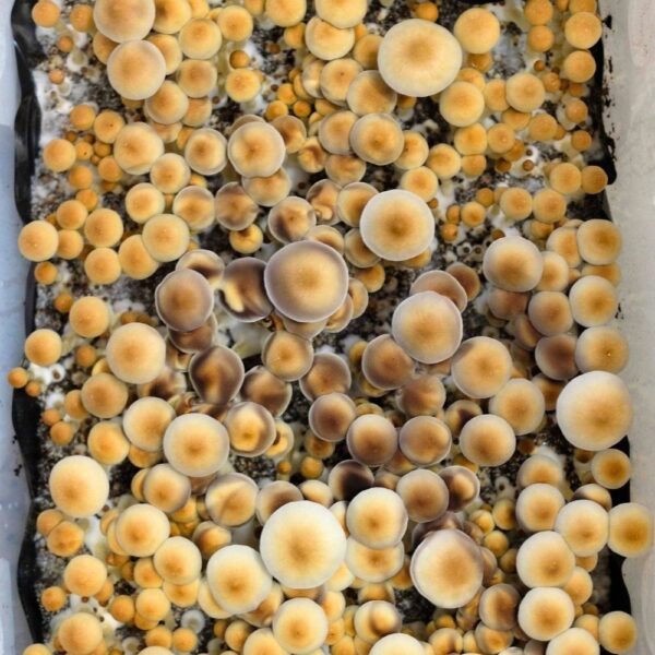 Stargazer magic mushroom spore syringe