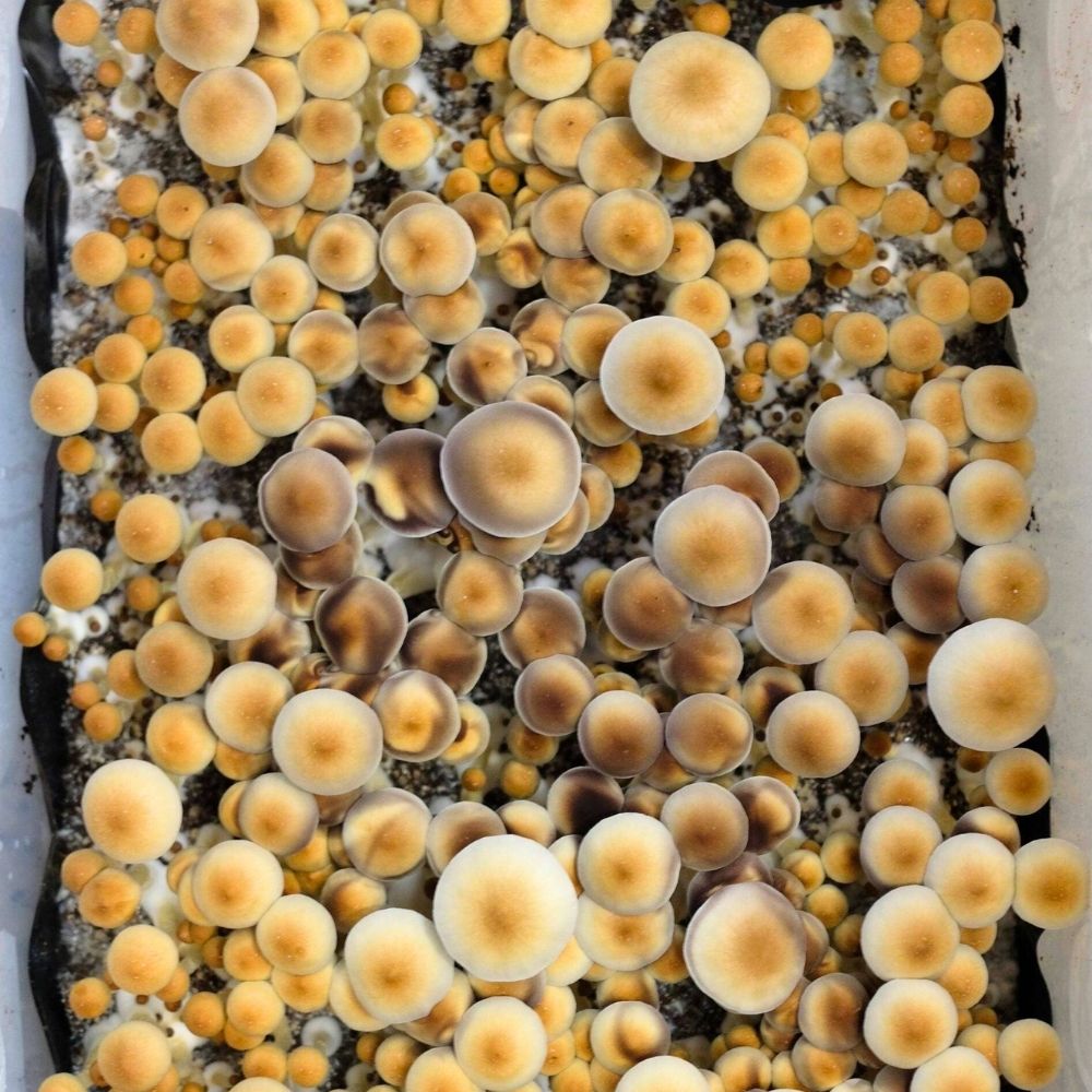 Stargazer magic mushroom spore syringe