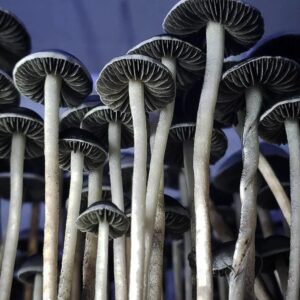 Panaeolus Cyanescens MIB Mushroom spore syringe fruiting