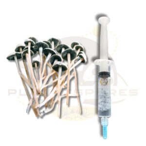 Panaeolus Cyanescens MIB Mushroom liquid culture - planet spores