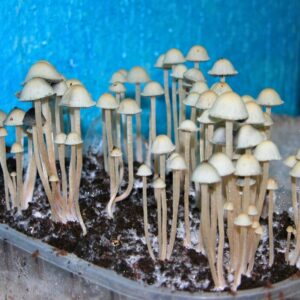 Panaeolus Cyanescens MIB magic mushroom spore syringe