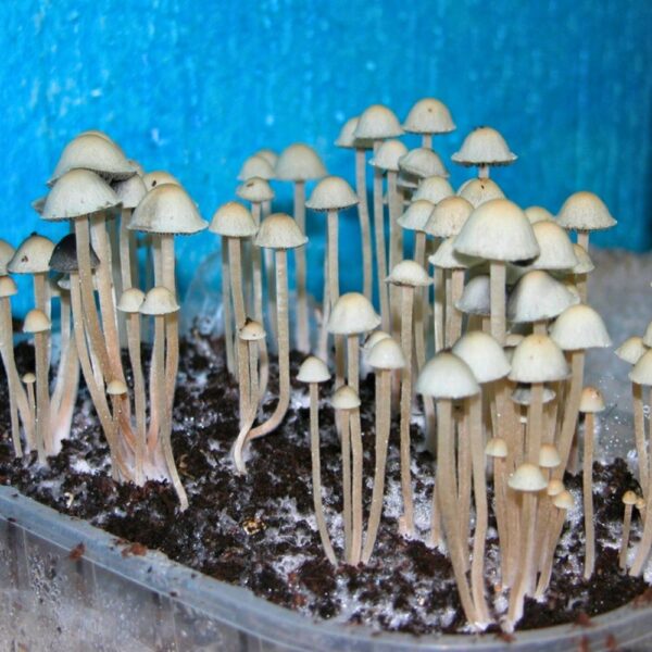 Panaeolus Cyanescens MIB magic mushroom spore syringe