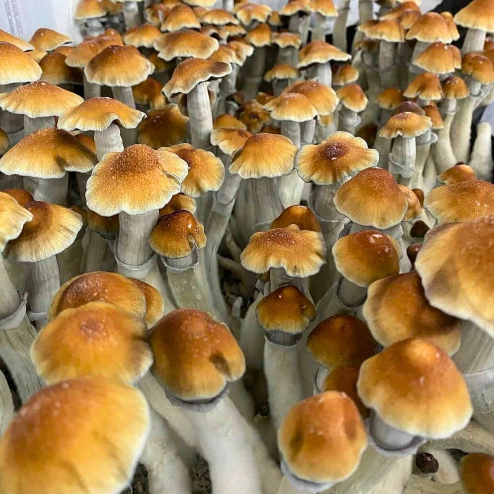 Tidal Wave magic mushroom spore syringe