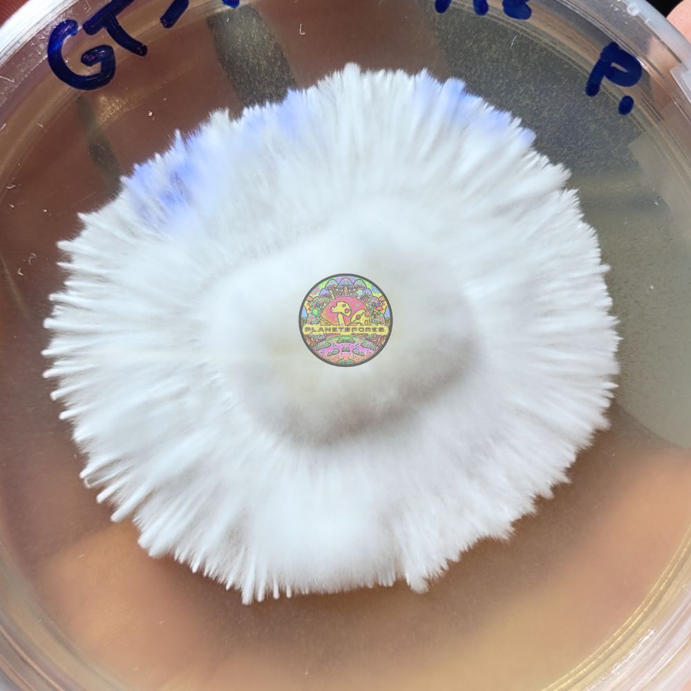 Planet Spores bulk mushroom liquid culture creation