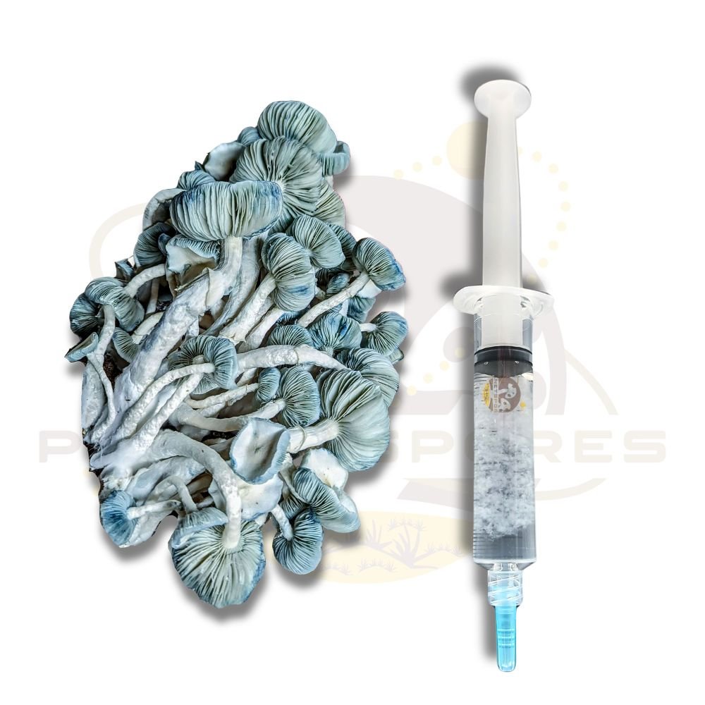 Jack Frost Mushroom liquid culture syringe by Planet Spores