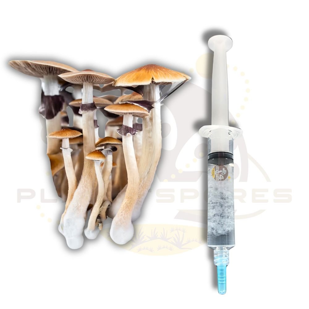 Aztec God mushroom liquid culture syringe - Planet Spores