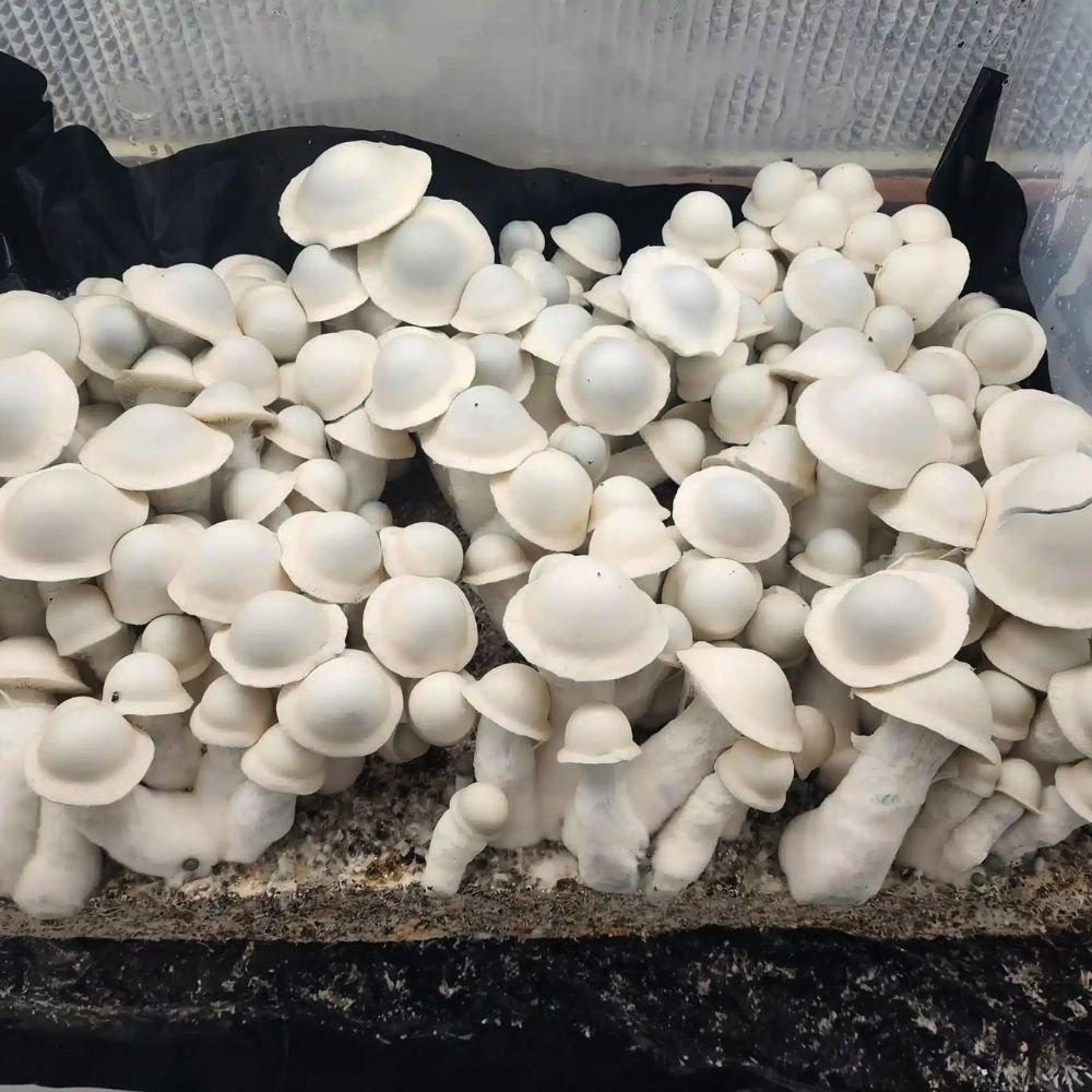 Albino Penis Envy Mushrooms growing