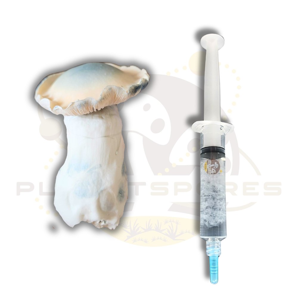 Albino Bluey Vuitton mushroom liquid culture by Planet Spores